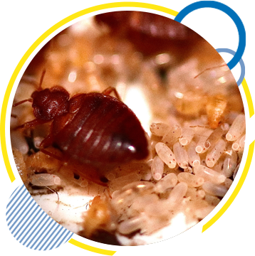 Bedbug Control