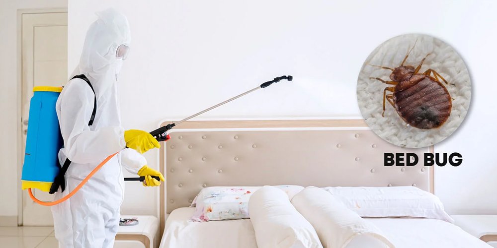Bedbug Control1