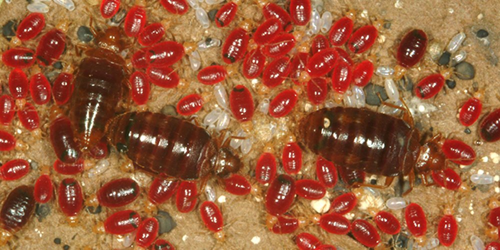 Bedbug Control2