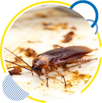 Cockroach Control