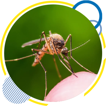 Mosquito Control