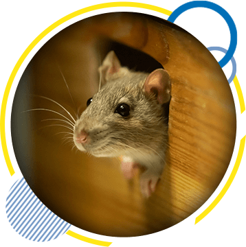Rodent Control